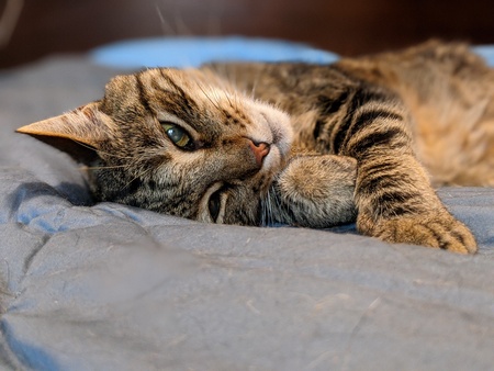 Entry image for Nonie. Clicking this image will show a larger photo