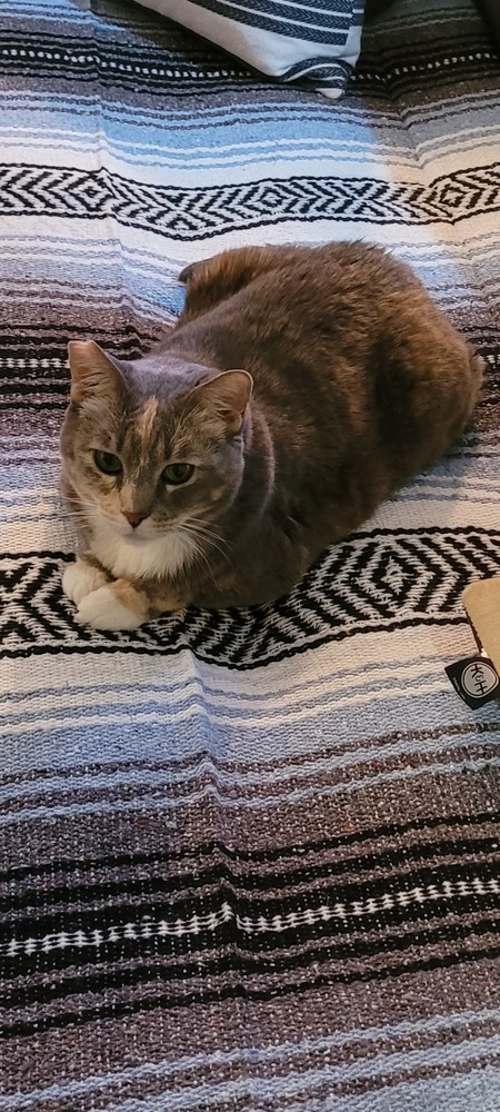 Entry image for Texas. Clicking this image will show a larger photo