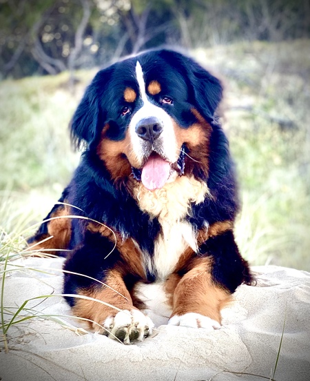 Koda