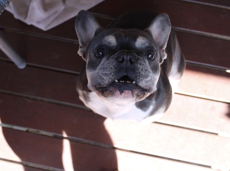Alfie 