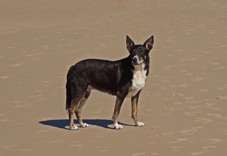 Roxy