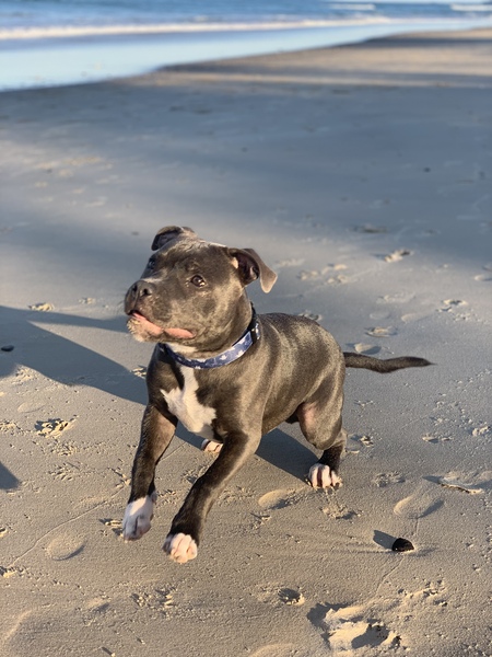 Bowie