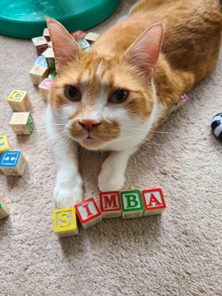 Simba