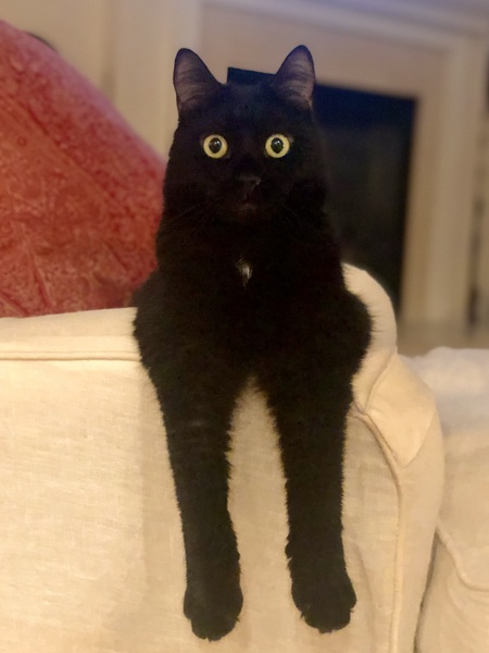 Mr. Jed
