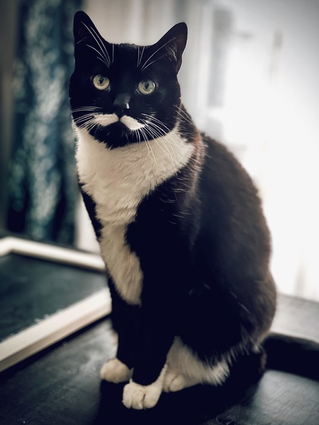 Mustachia 