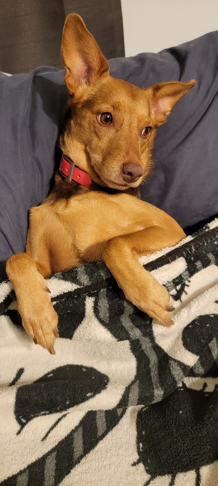 Cocoa