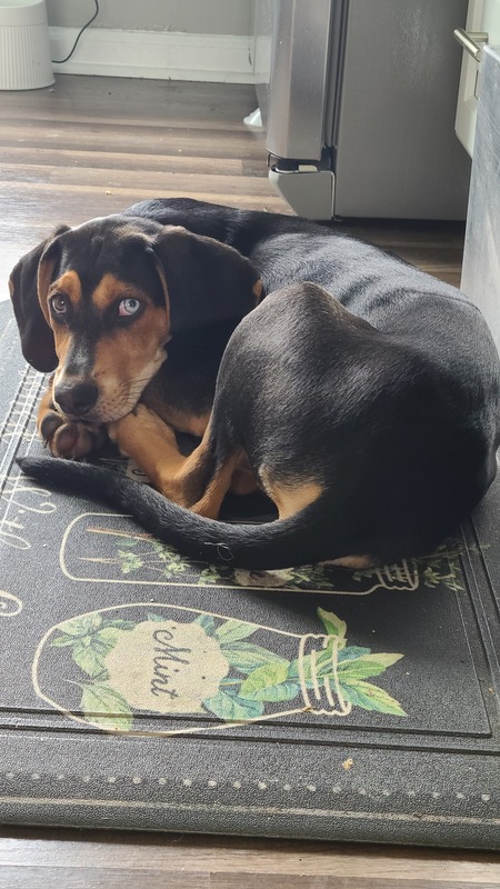 Colin