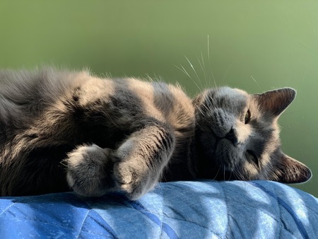 Jaspurr