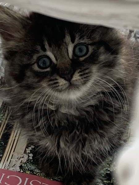 Gigi