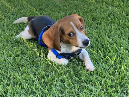 Mr. Cooper