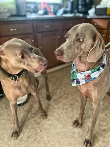 Baloo and Cooper