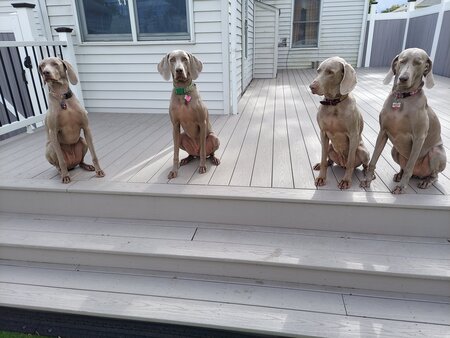 Burtie,  Chick,  Lola & Rosy