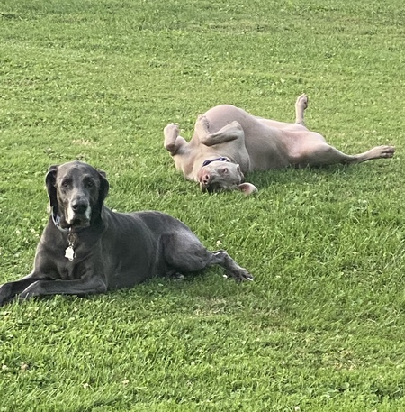 Gibbs and Shea