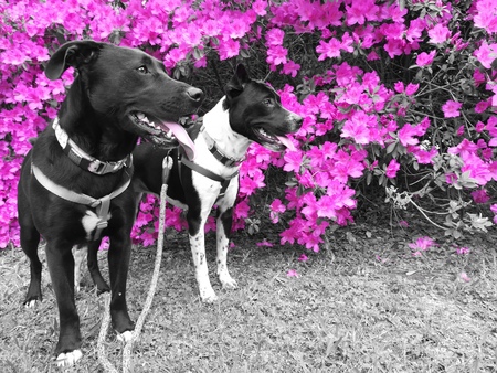 Mae and Penny Lane