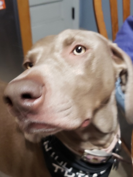 Stella