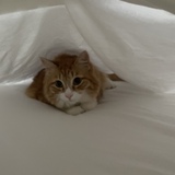 Entry image for Beans