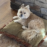 Entry image for Corky