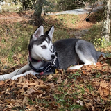 Entry image for Maisie
