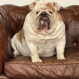 Entry image for Hammy