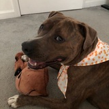 Entry image for Nala