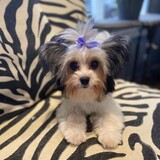 Entry image for Karma