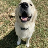Entry image for Cooper
