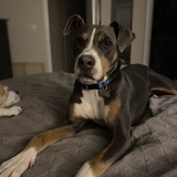 Entry image for Roscoe