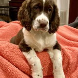 Entry image for Roxy