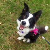 Entry image for Tessa