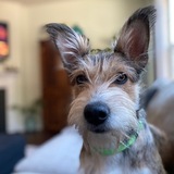 Entry image for Dottie