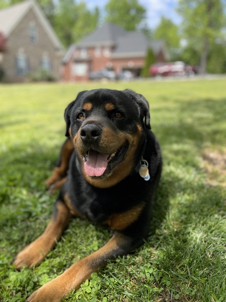 Entry image for Zeke. Clicking this image will show a larger photo