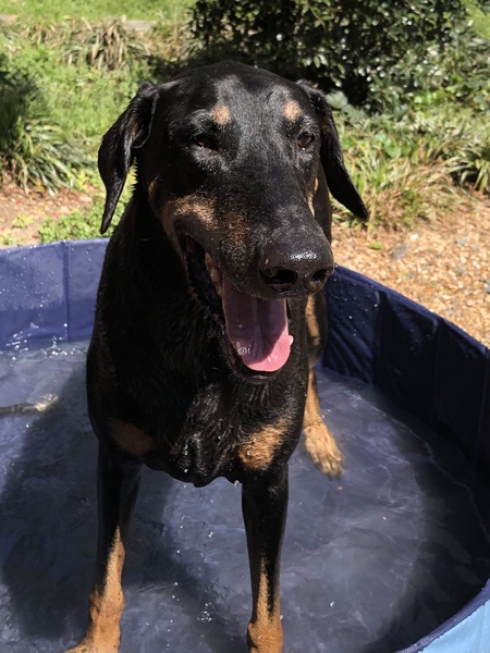 Entry image for Murphy. Clicking this image will show a larger photo