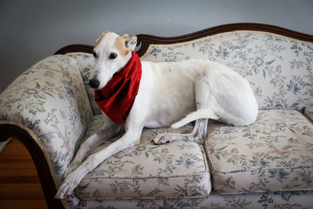 Entry image for Winston . Clicking this image will show a larger photo