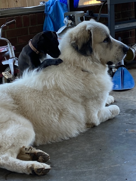 Entry image for Milo. Clicking this image will show a larger photo