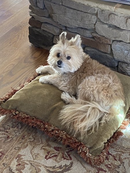 Entry image for Corky. Clicking this image will show a larger photo