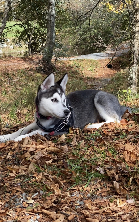 Entry image for Maisie. Clicking this image will show a larger photo