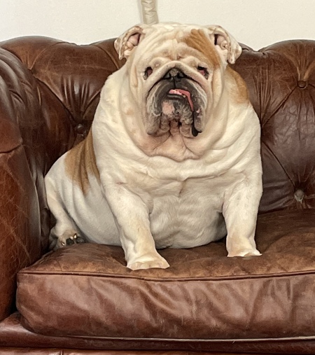 Entry image for Hammy. Clicking this image will show a larger photo