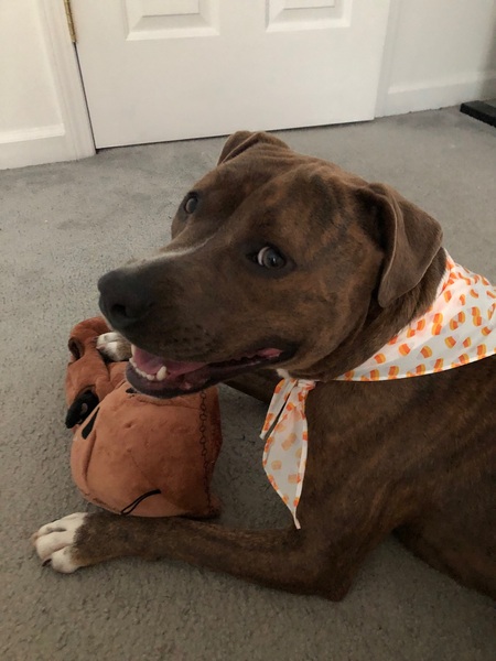 Entry image for Nala. Clicking this image will show a larger photo