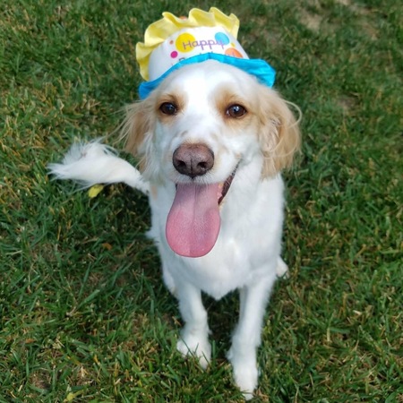 Entry image for Seymour . Clicking this image will show a larger photo