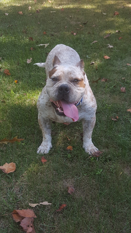Entry image for Otis. Clicking this image will show a larger photo