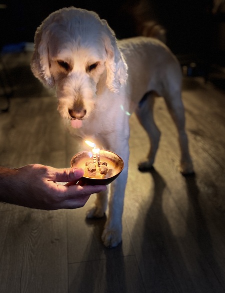 Entry image for Cooper. Clicking this image will show a larger photo