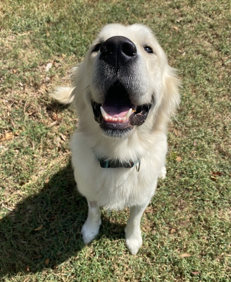 Entry image for Cooper. Clicking this image will show a larger photo