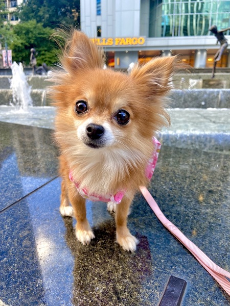 Entry image for Mia. Clicking this image will show a larger photo