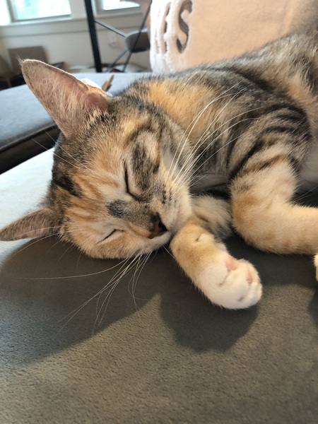 Entry image for Daphne. Clicking this image will show a larger photo