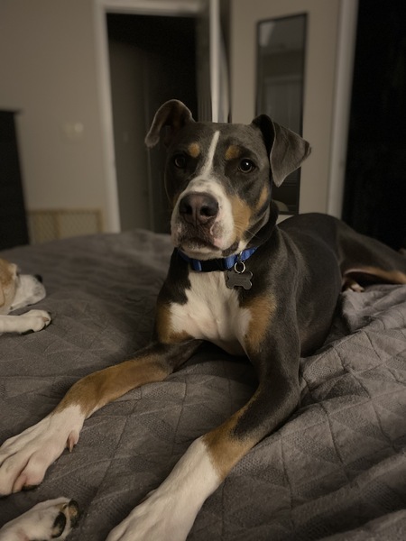 Entry image for Roscoe. Clicking this image will show a larger photo