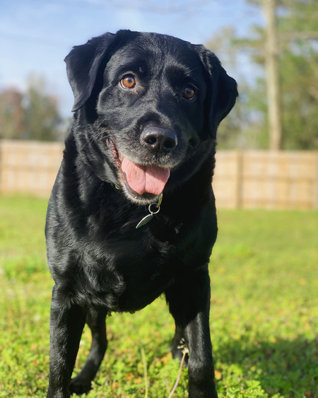 Entry image for Ellie Mae. Clicking this image will show a larger photo