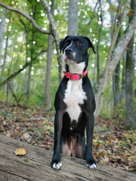 Entry image for Sparky. Clicking this image will show a larger photo