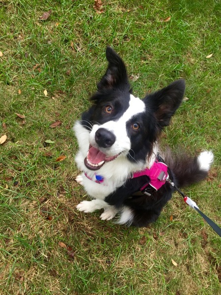 Entry image for Tessa. Clicking this image will show a larger photo