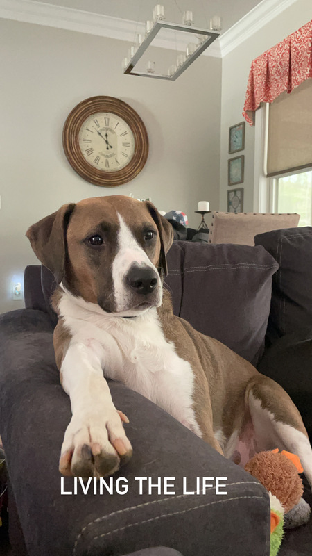 Entry image for Clyde . Clicking this image will show a larger photo