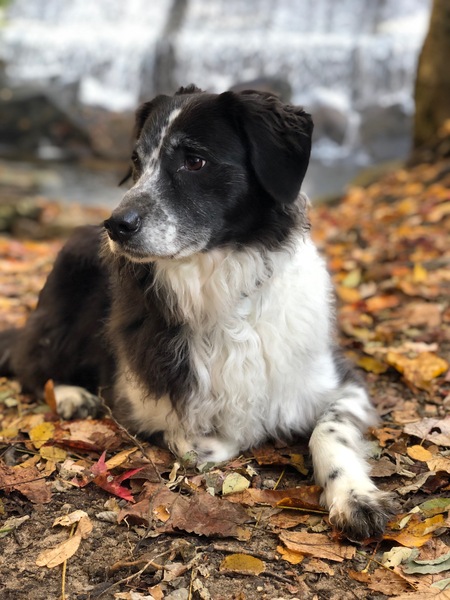 Entry image for Macy. Clicking this image will show a larger photo